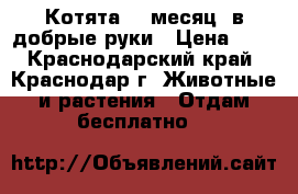 Котята (1 месяц) в добрые руки › Цена ­ 1 - Краснодарский край, Краснодар г. Животные и растения » Отдам бесплатно   